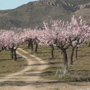 Amendoeiras começam a disputar com as oliveiras a paisagem Alentejana